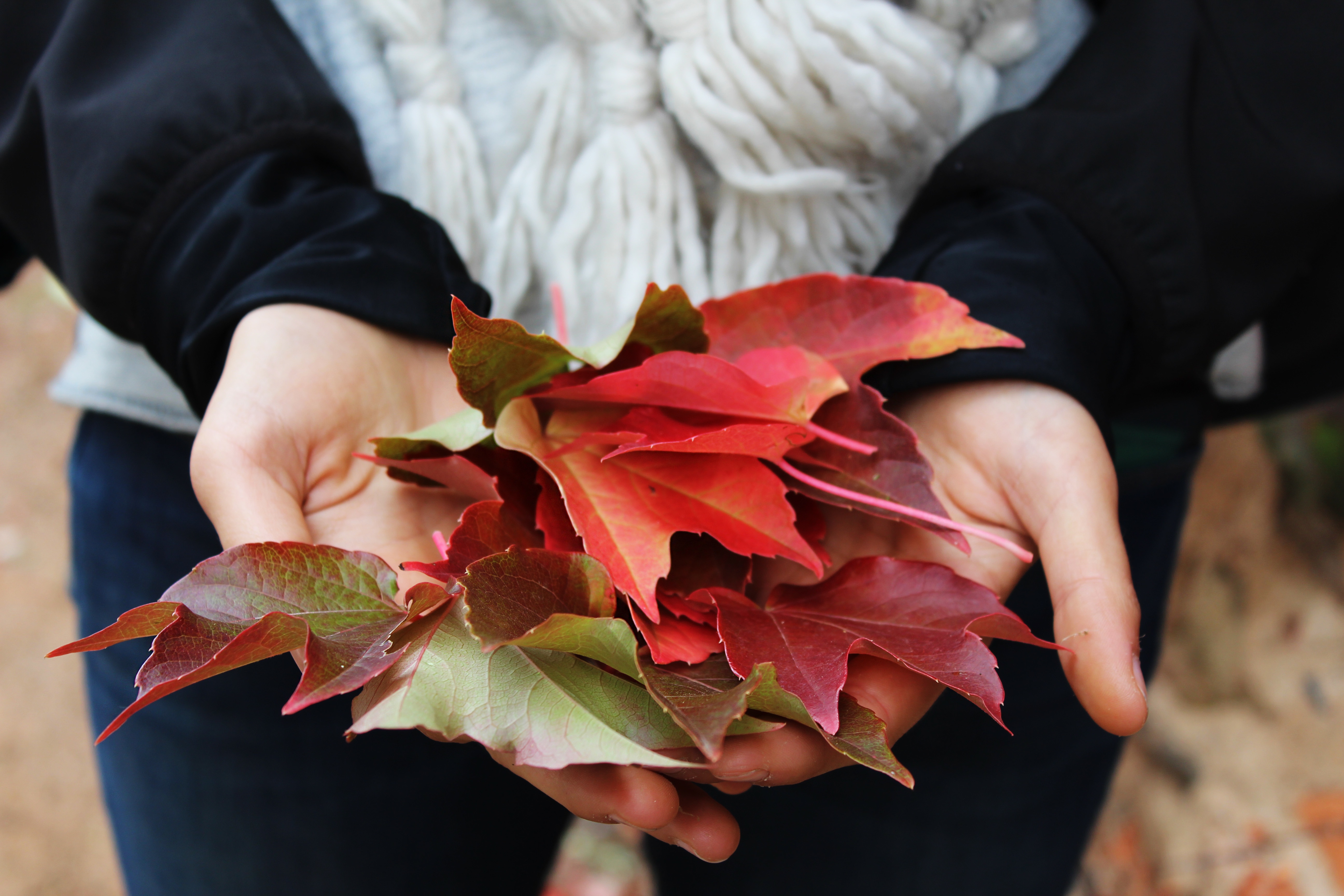 Handful Leaves_Stocksnap_Cecil Vedemil