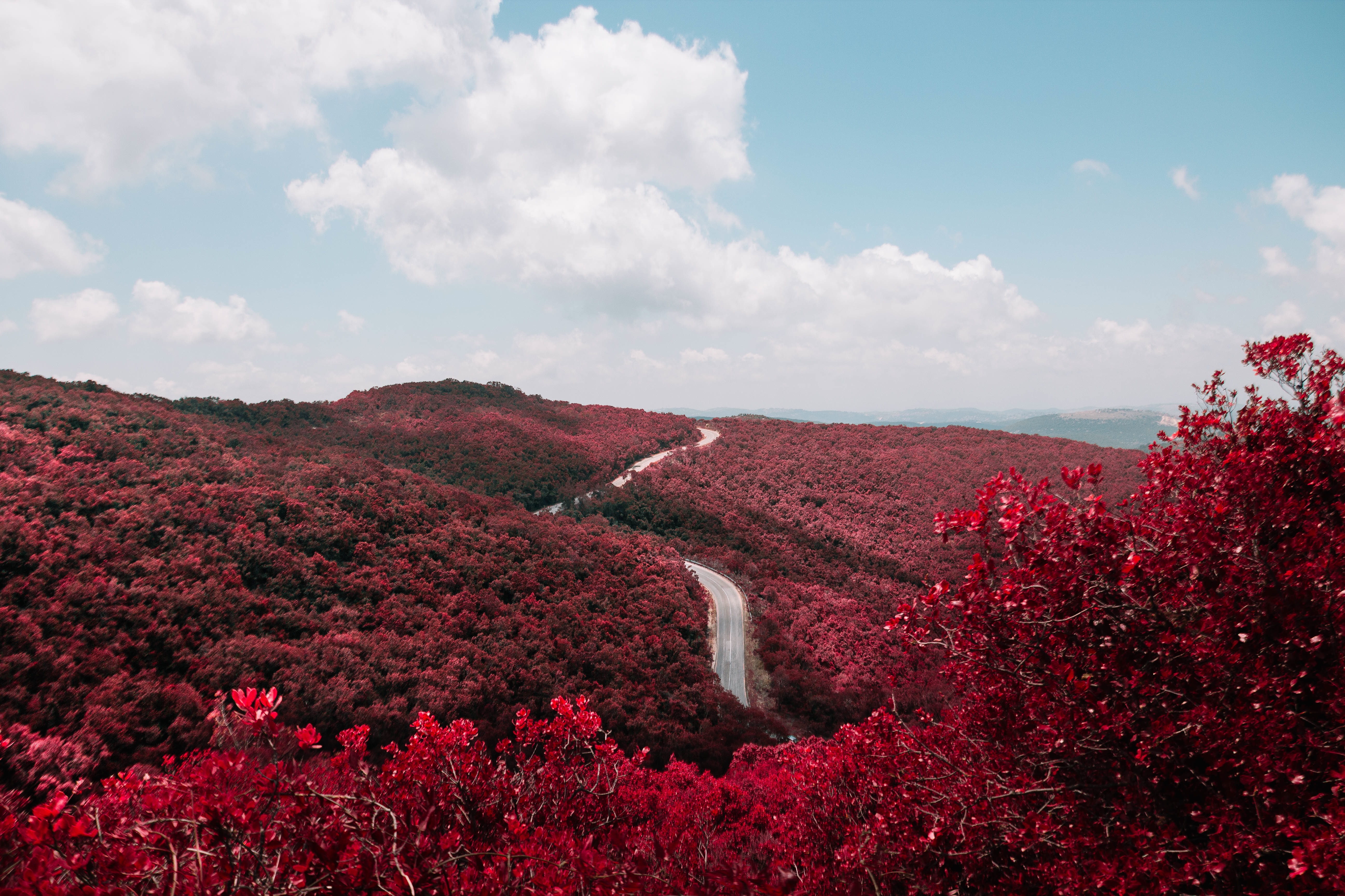 Red Trees_Stocksnap_Eden Bachar