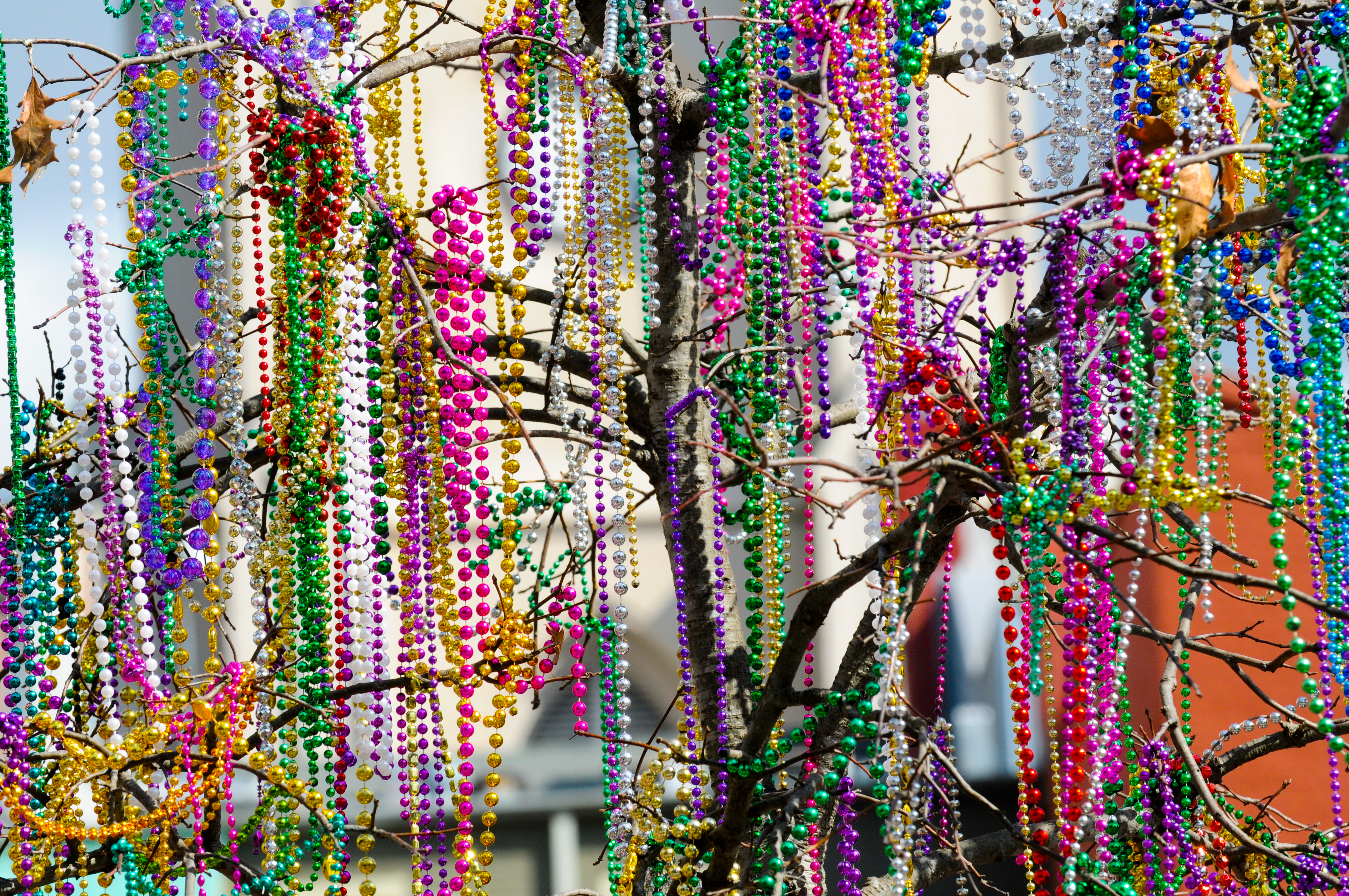Mardi Gras beads in tree_CRief