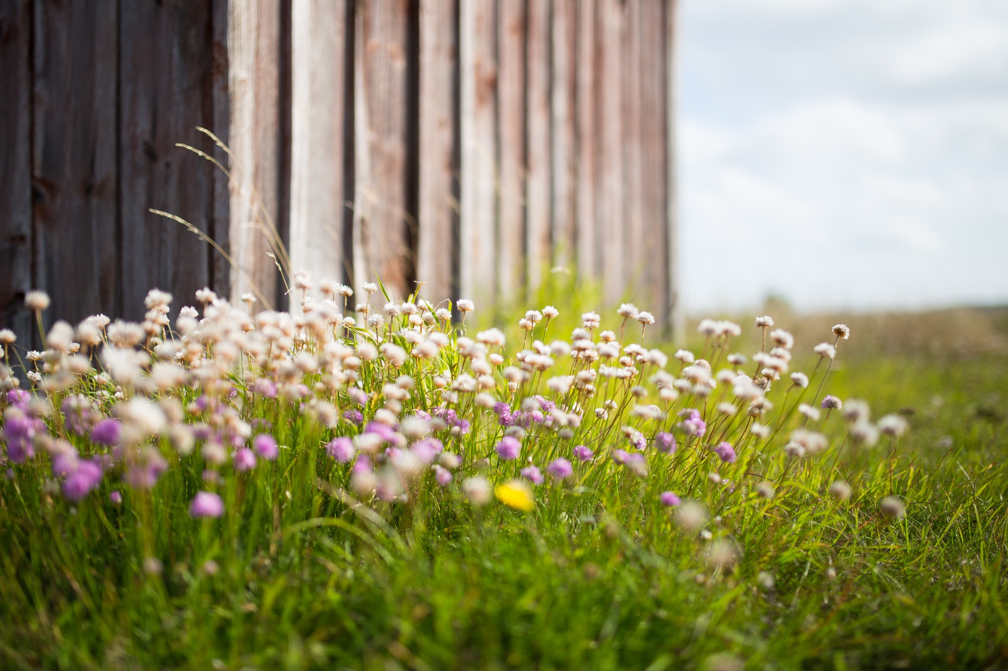 Wildflowers_Jon Ottosson_Stocksnap