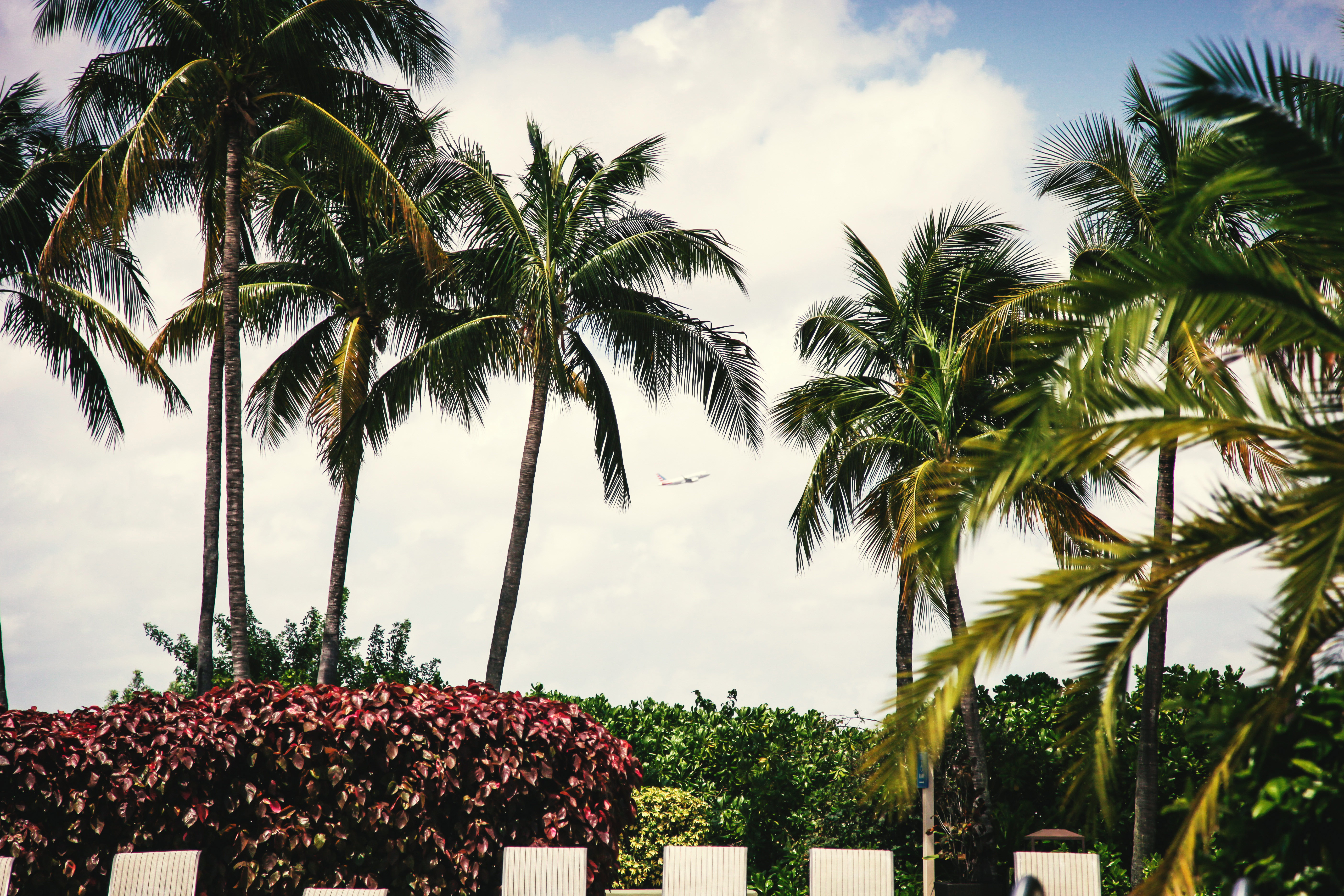 Palm trees &amp; plane_Clem Onojeghuo_Stocksnap