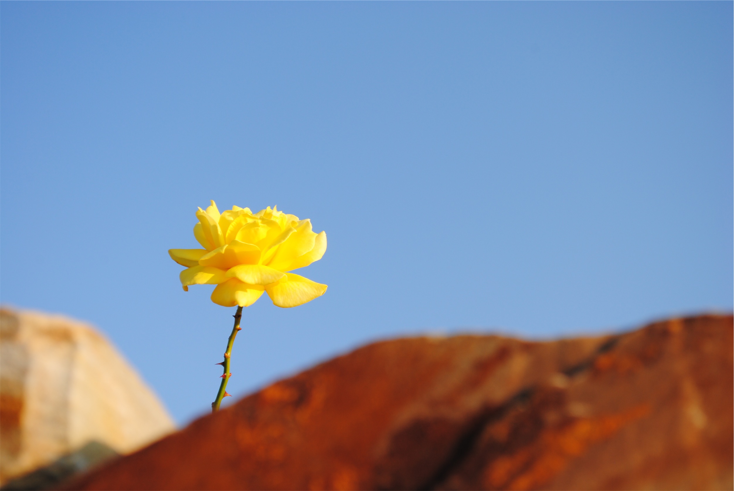 Yellpow Rose &amp;Rocks_Andrea Enriquez Cousino_Stocksnap