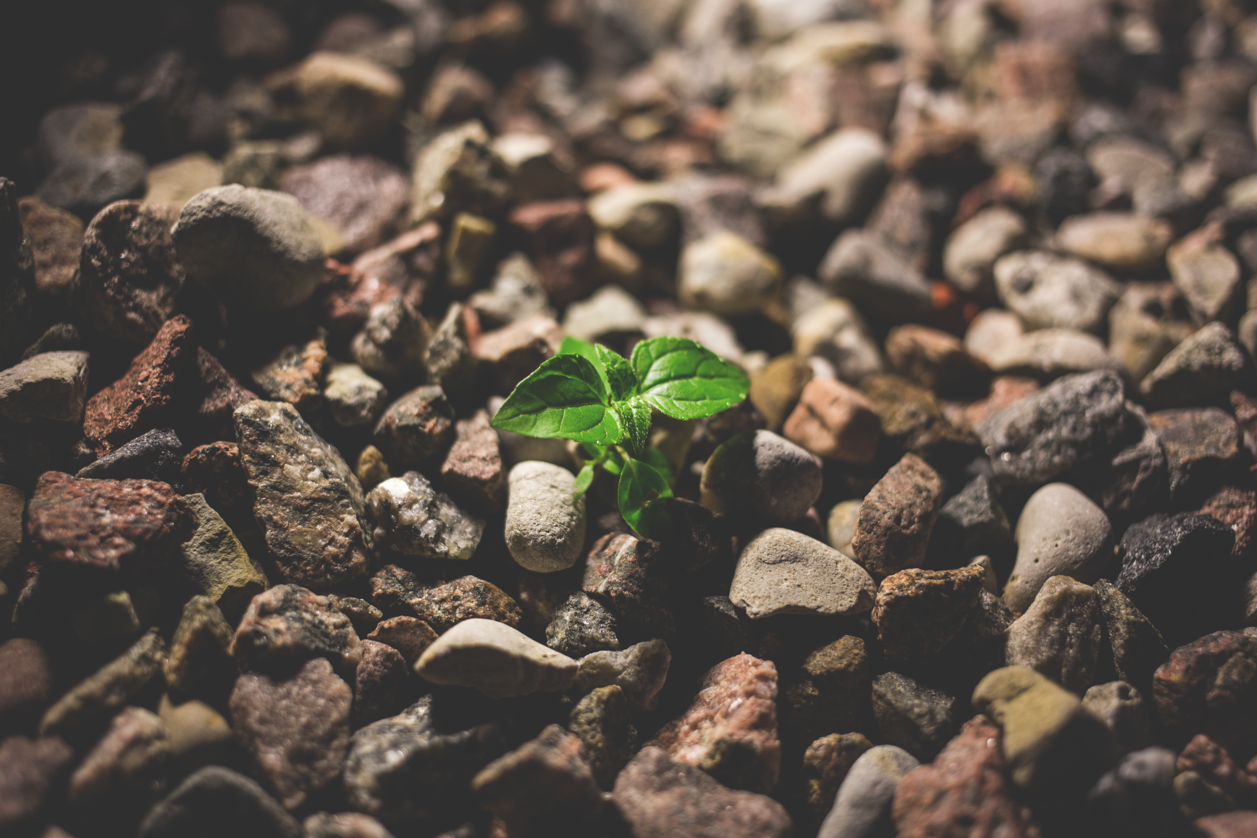 Sapling blooms in rocks_Freestocks