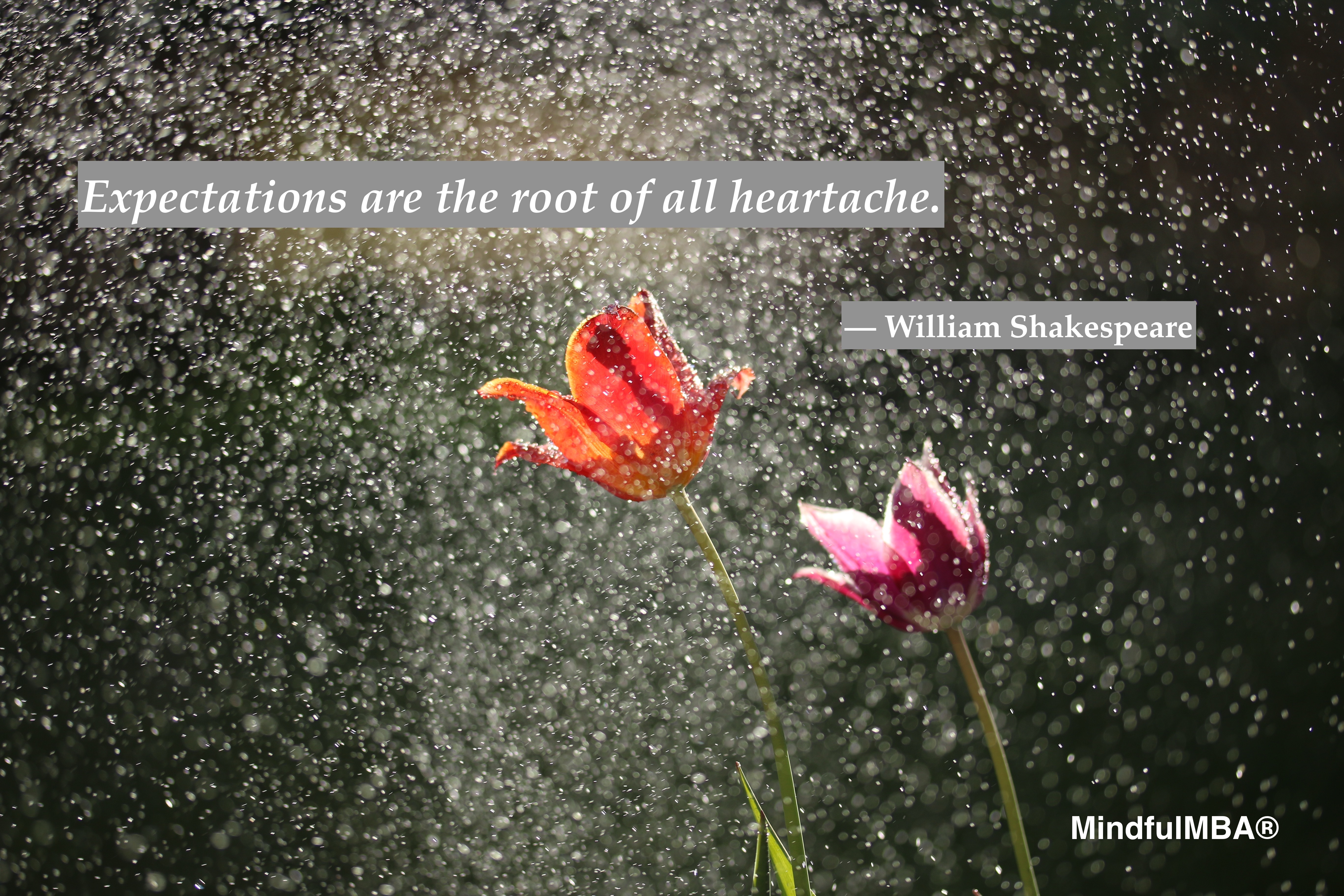 Shakespeare_Expectations quote w tag (Michael Podger)