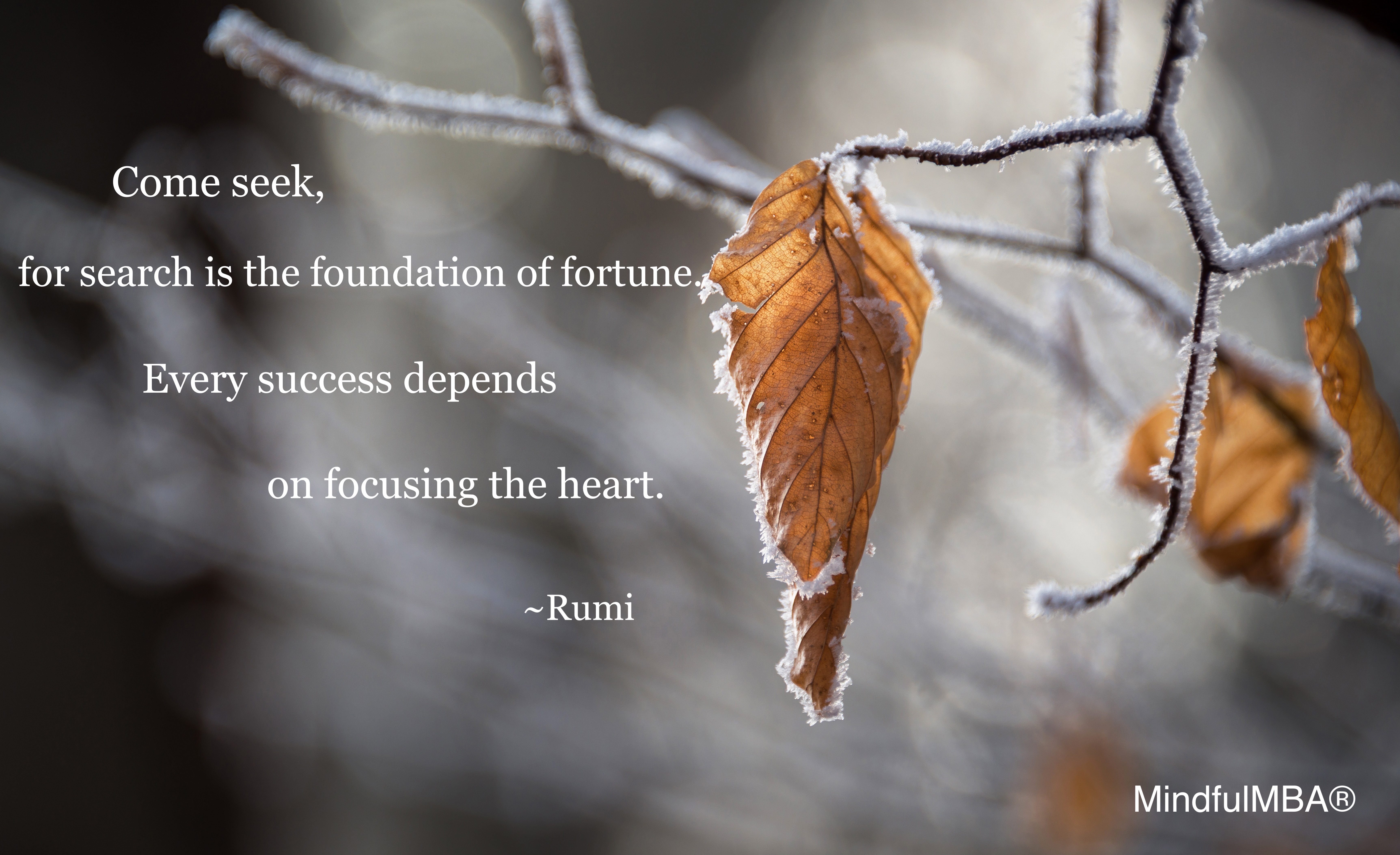 Rumi_Come seek fortune quote w tag