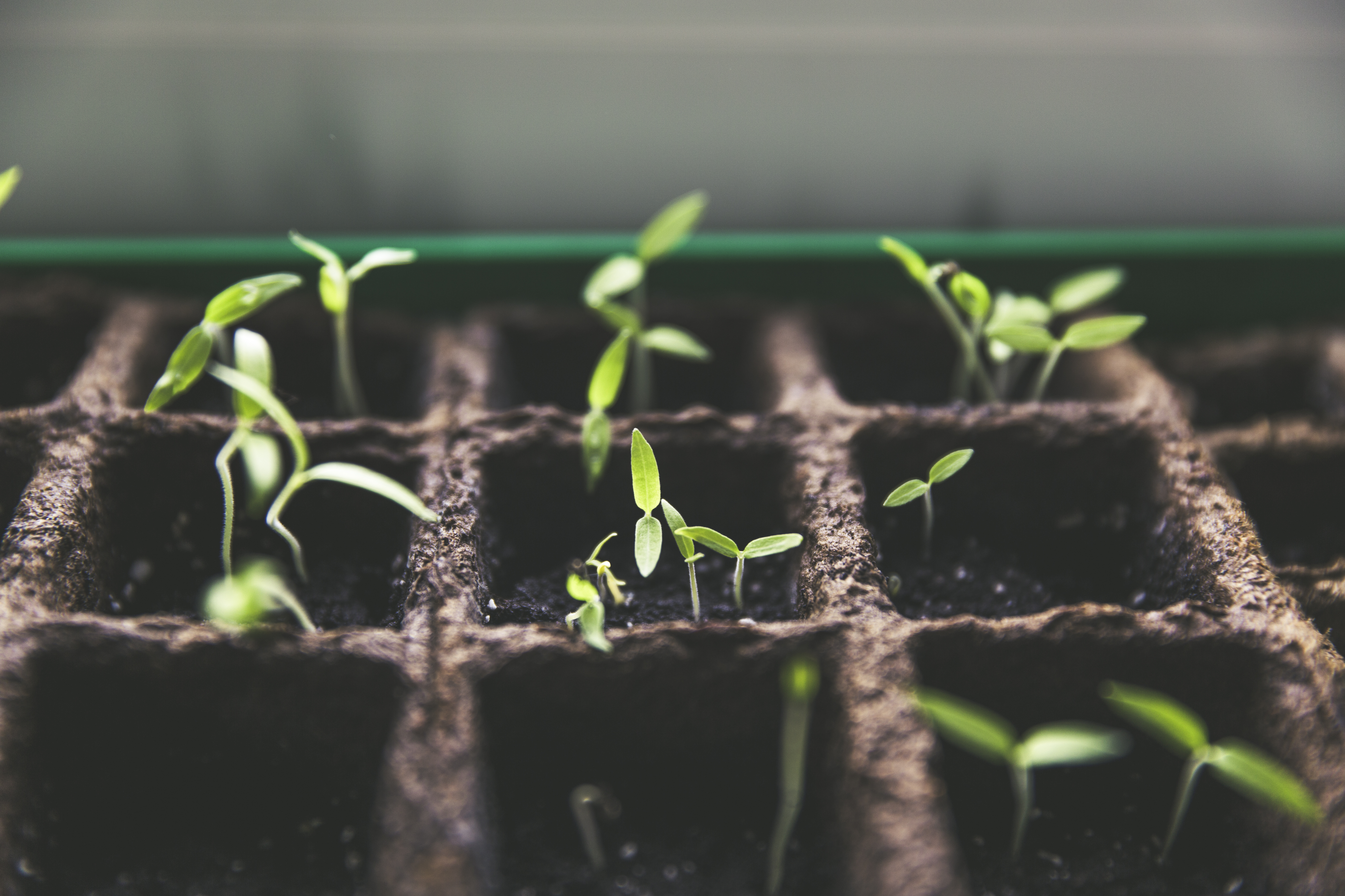 urban gardening breeding