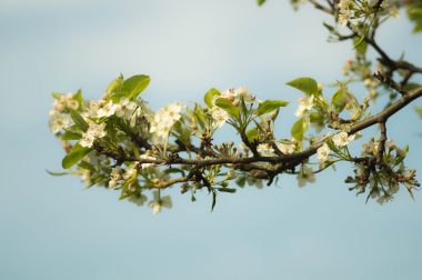 Blossom Branch_Skitter photo_Stocksnap