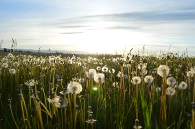 Field of dandelions_Jason Long_Stocksnap